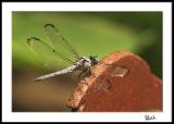 Helicopter' dragonfly--on rusted sculpture