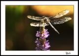Jewel Dragonfly