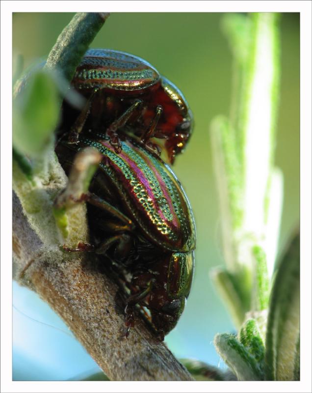 chrysolina americana Linn , ou chrysomle du romarin.