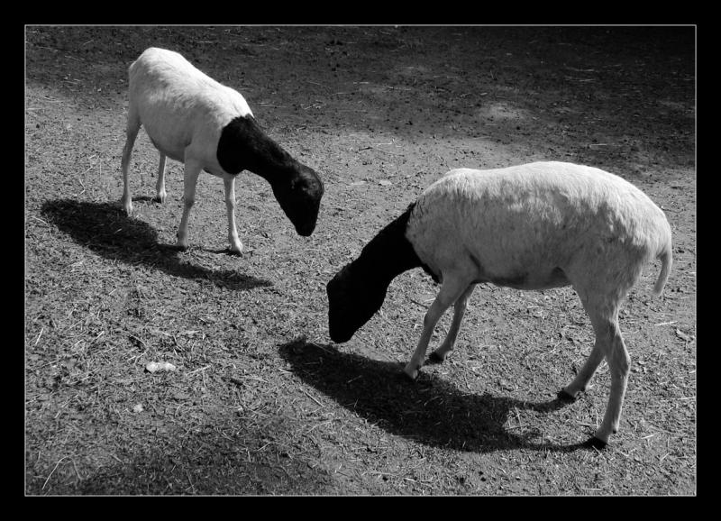Fight