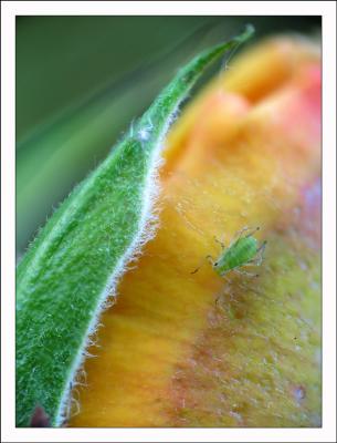 puceron sur un bouton de rose