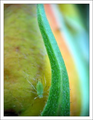 flamme verte