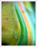 flamme verte
