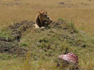 u45/pinicola/medium/34660461.007lionkill.jpg