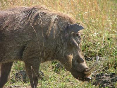 u45/pinicola/medium/34660485.032warthog.jpg