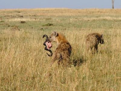 u45/pinicola/medium/34660492.039hyenas.jpg