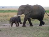 Elephants - mother and baby