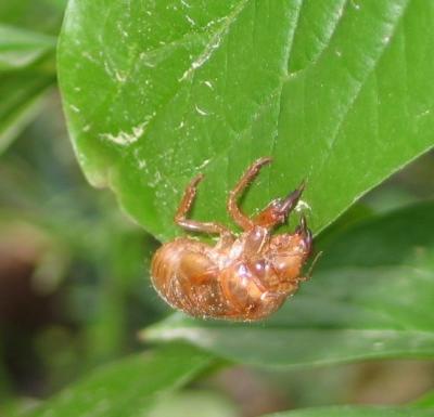 Year of the Cicadas