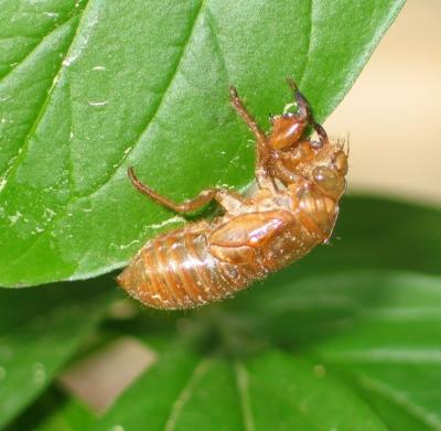 u45/pippo5/medium/29034338.cicada2.jpg