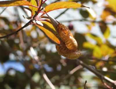 u45/pippo5/medium/29034339.cicada3.jpg