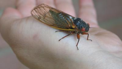 u45/pippo5/medium/29034340.cicada4.jpg