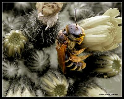 Sleeping Bee