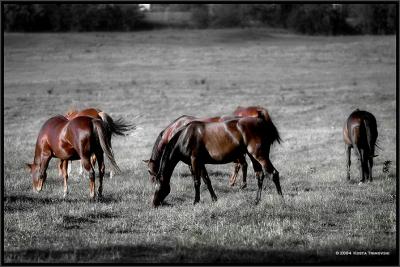 Horses