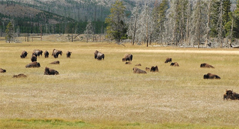 Bisons