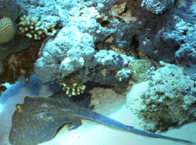 Bluespotted Ray- Red Sea 2004 #3.jpg