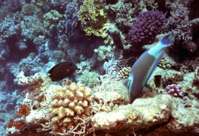Parrotfish & (?)Surgeonfish- Red Sea 2004 #4.jpg