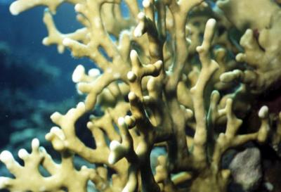 Fire Coral-Red Sea 2004 #6.jpg