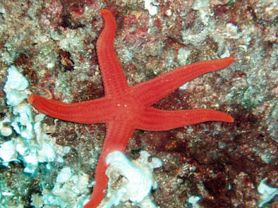 Long-Limb Starfish- Fettovaia - Isola D'Elba 2004.jpg