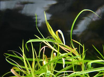 11th day - Juncus repens