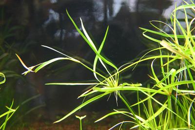 11th day - Juncus repens