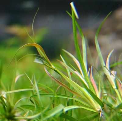 11th day - Juncus repens