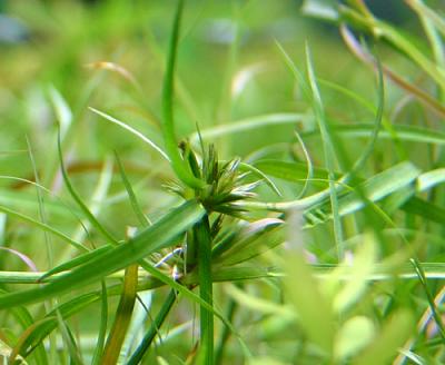 11th day - Juncus repens