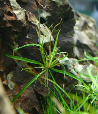 11th day - Juncus repens