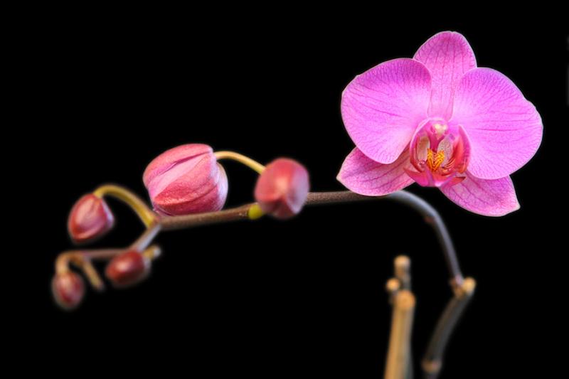 2005-02-16: Phalaenopsis