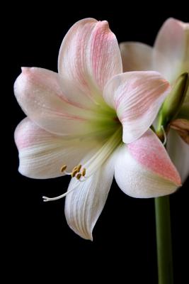 2005-02-15: Mystery Amaryllis