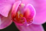 2005-02-16: Phalaenopsis Closeup