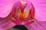 2005-02-16: Phalaenopsis Closeup