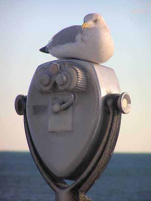 Seagull at Nubble.jpg