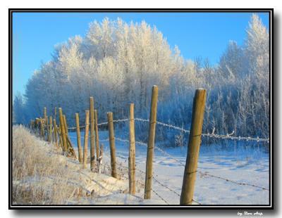 Fence Line