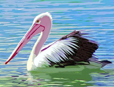 Pelican Swimming