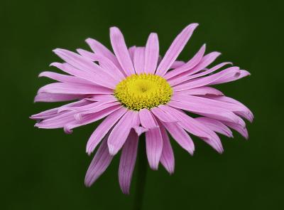 Pink Daisy