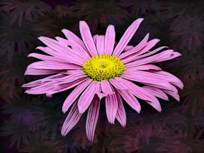 Daisy