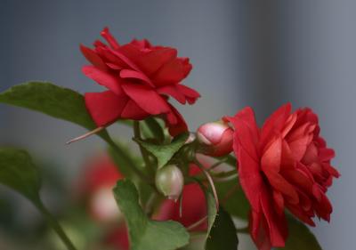 Double Impatiens Red