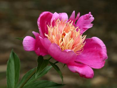 Peony