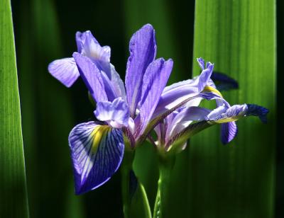 Dutch Iris Close