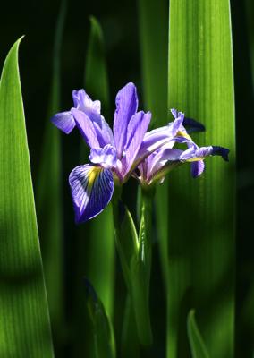 Dutch Iris