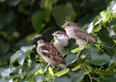 Weaver Finch with Young
