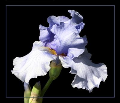 Blue Iris