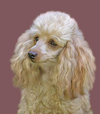 Poodle