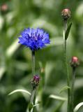 Cornflower