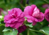 Pink Impatiens