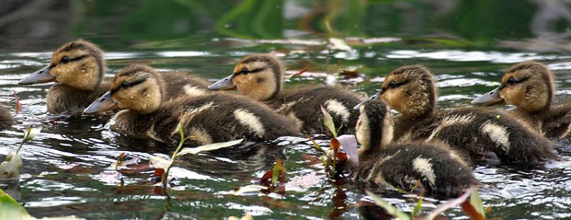 Baby Mallards.jpg