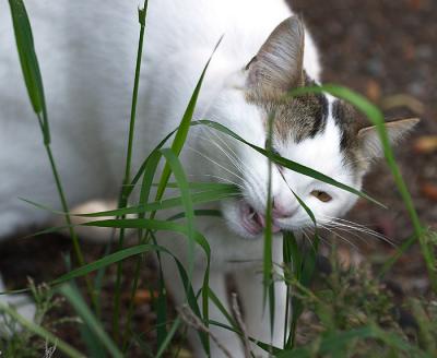 Eating Grass.jpg