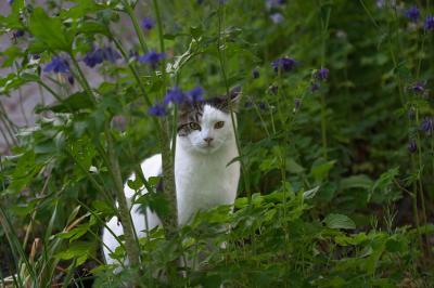White Cat.jpg