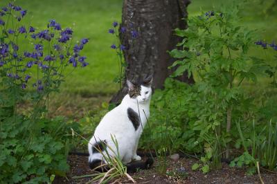 White Cat 2.jpg