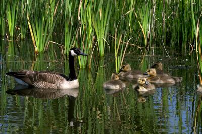 Canadian Geese 2.jpg